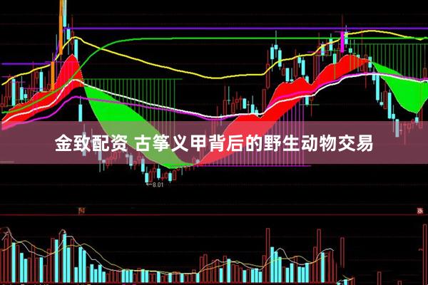 金致配资 古筝义甲背后的野生动物交易